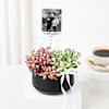 Gift Personalized Fittonia Plant Duo And Fridge Magnet