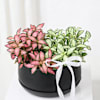Shop Personalized Fittonia Plant Duo And Fridge Magnet
