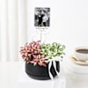 Personalized Fittonia Plant Duo And Fridge Magnet Online