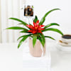 Buy Personalized Fridge Magnet And Striking Red Guzmania Planter