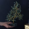 Shop Personalized Green Aventurine Gemstone Healing Tree - 500 Chips