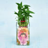 Gift Personalized Happy Birthday Special Two Layer Lucky Bamboo (Moderate light/Less Water)
