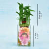 Personalized Happy Birthday Special Two Layer Lucky Bamboo (Moderate light/Less Water) Online