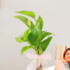 Buy Personalized Love You Mumma Photo Stand With Money Plant