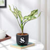 Gift Personalized Midnight Clay Pot With Aglaonema Plant