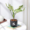 Buy Personalized Midnight Clay Pot With Aglaonema Plant