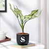 Personalized Midnight Clay Pot With Aglaonema Plant Online