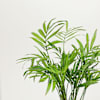 Shop Personalized Midnight Clay Pot With Chamaedorea Palm Plant