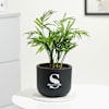 Personalized Midnight Clay Pot With Chamaedorea Palm Plant Online