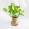 Buy Personalized Money Plant With Pot For Mom