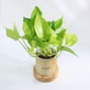 Shop Personalized Money Plant With Pot For Mom