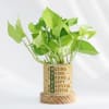 Personalized Money Plant With Pot For Mom Online