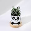 Buy Personalized Panda Ceramic Planter With Haworthia Plant