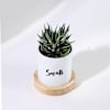 Shop Personalized Panda Ceramic Planter With Haworthia Plant
