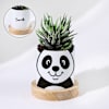 Personalized Panda Ceramic Planter With Haworthia Plant Online