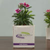 Gift Personalized Planter Set for Office