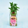 Gift Personalized Two Layer Lucky Bamboo In A Glass Vase (Moderate Sunlight/Less Water)