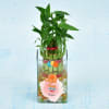 Gift Personalized Two Layered Lucky Bamboo In Glass Vase for Birthday (Moderate Sunlight/Less Water)