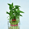 Buy Personalized Two Layered Lucky Bamboo In Glass Vase for Birthday (Moderate Sunlight/Less Water)