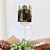 Gift Personalized Vibrant Fittonia Tray Garden