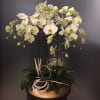Phalaenopsis in ceramic vase Online