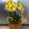 Phalaenopsis in plastic vase Online