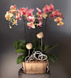 Phalaenopsis in wooden vase Online