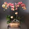 Phalaenopsis in wooden vase Online