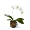 Phalaenopsis Orchid Online
