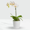 Phalaenopsis orchid in a pot Online