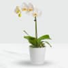 Phalaenopsis Orchid in Pot Online