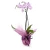 Phalaenopsis Orchid (Subject to availability) Online