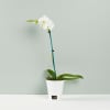 Phalaenopsis Plant Online