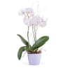 Phalaenopsis Premium Plant Online