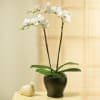 PHALEONOPSIS ORCHID PLAN IN POT WITH TWO STEMS Online