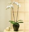 PHALEONOPSIS ORCHID PLANT IN POT WITH TWO STEMS Online