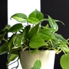 Gift Philodendron Brasil Plant Customized with logo and Name