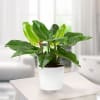 Philodendron Imperial Green Online