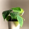 Buy Philodendron Oxycardium Green Plant