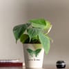 Philodendron Oxycardium Green Plant Online