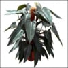 PHILODENDRON PLANT Online