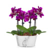 Picturesque Purple Mini Orchid Online