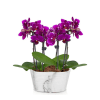 Picturesque Purple Mini Orchid Online