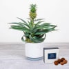 Pineapple Plant Online