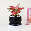 Gift Pink Blush Aglaonema Plant