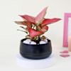 Pink Blush Aglaonema Plant Online