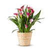 Pink Calla Lily Potted Plant Online