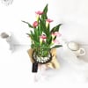 Gift Pink Calla Lily Potted Plant Gift