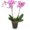 Pink Dream (orchid) Online