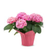 Pink Hydrangea Plant Online